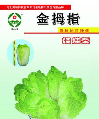 大白菜四季常青，每年可播几茬（一年四季）