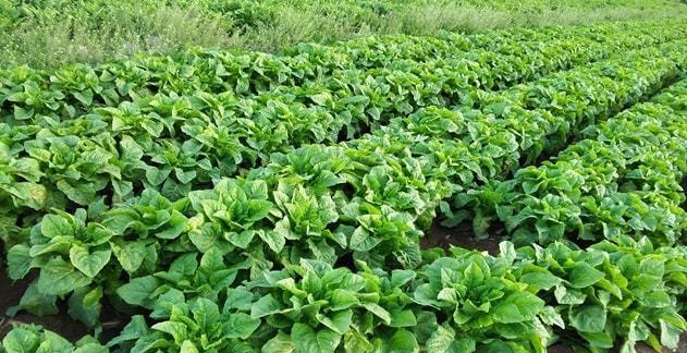 大白菜四季常青，每年可播几茬（一年四季）