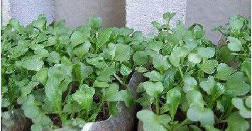 大白菜种子的种植方法（从选种到收成）