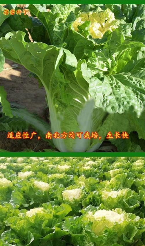 大白菜种子的生产与收获（从种植到采摘全方位解析大白菜种子的生命周期）