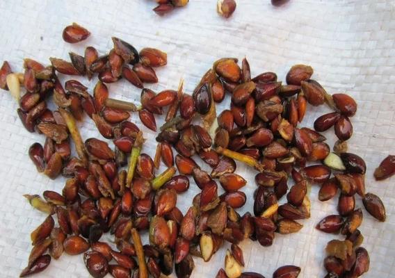 大白菜种子的生产与收获（从种植到采摘全方位解析大白菜种子的生命周期）