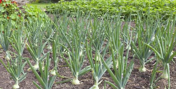 大葱种植全攻略（从时间选择到收获技巧）