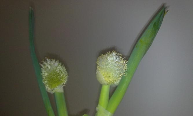 大葱开花了该如何处理（种葱开花后怎么办）