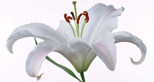 黄百合的花语有哪些含义？