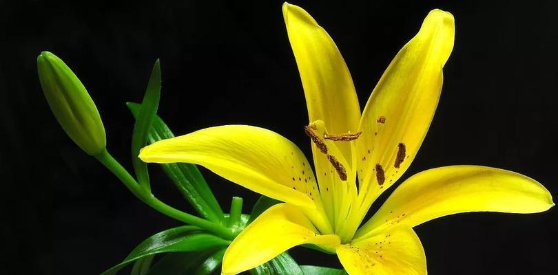 黄百合的花语有哪些含义？