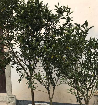 金桔落果怎么办？如何有效预防和处理金桔落果问题？