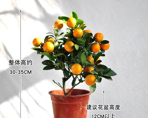 金桔哪个品种好？如何选择最甜的金桔品种？