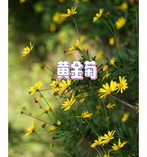 黄金菊的花语是什么？如何用黄金菊表达情感？