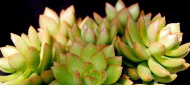 黄丽的花语是什么意思？如何正确解读黄丽的花语含义？