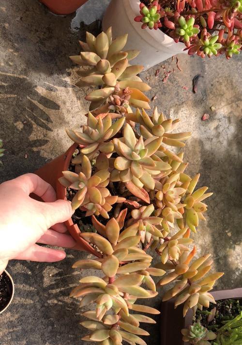 黄丽的花语是什么意思？如何正确解读黄丽的花语含义？