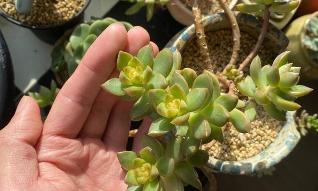 黄丽的花语是什么意思？如何正确解读黄丽的花语含义？