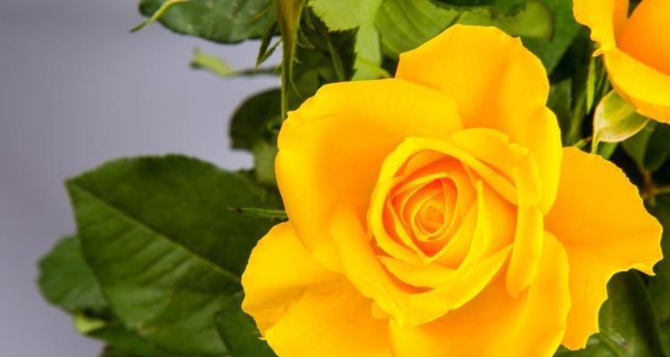 黄玫瑰花代表什么含义？送黄玫瑰有哪些特别的意义？