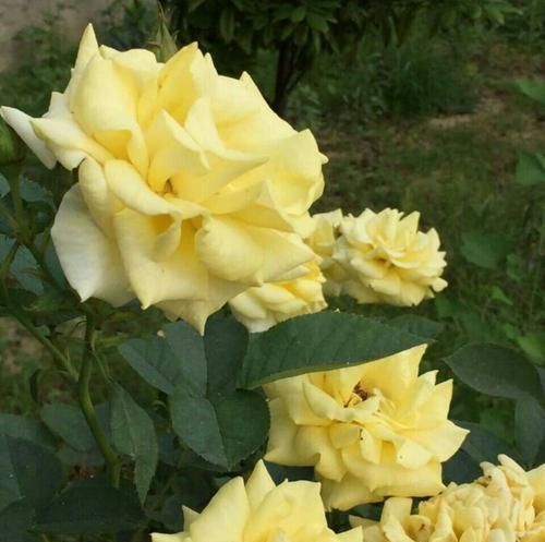 黄玫瑰花的花语是什么？送黄玫瑰代表什么意思？