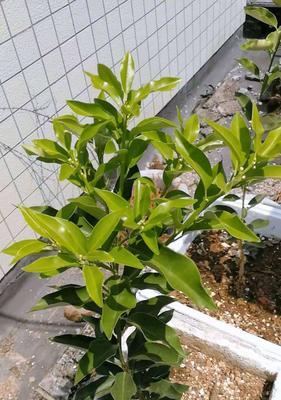 金桔适合什么地方种植？如何选择最佳种植环境？