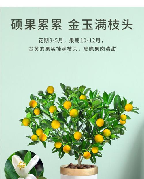 金桔适合什么地方种植？如何选择最佳种植环境？