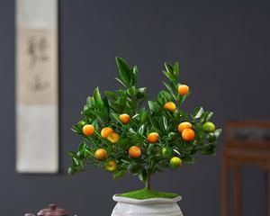 金桔树冬天怎么养护？冬季护理的正确方法是什么？