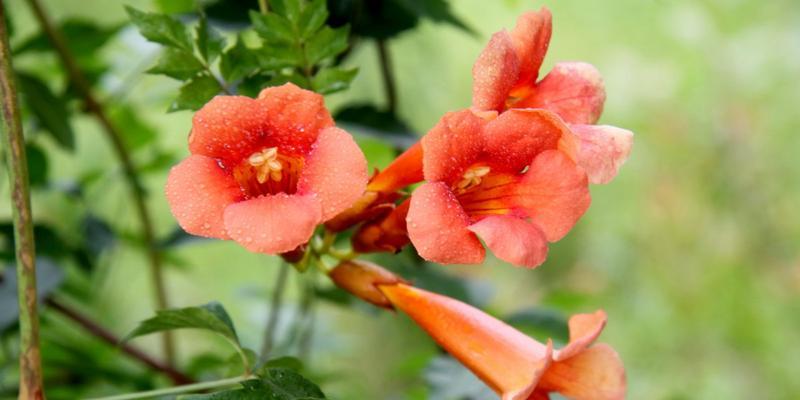 火花兰花语是什么意思？如何正确解读火花兰花的花语含义？