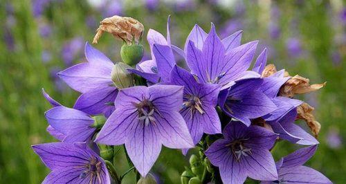 火花兰花语是什么意思？如何正确解读火花兰花的花语含义？