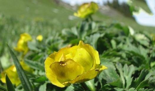 金莲花有哪些神奇功效？如何正确使用金莲花？