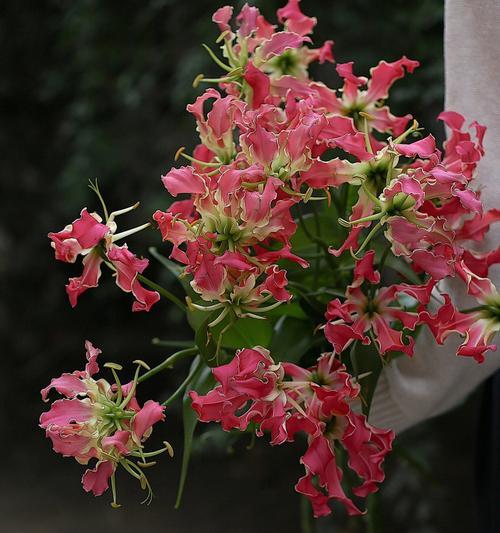 嘉兰的花语是什么？嘉兰的文化背景有哪些特点？