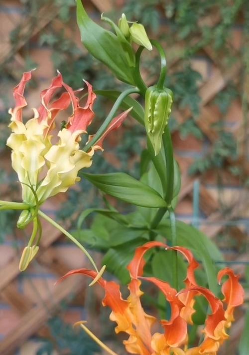 嘉兰的花语是什么？嘉兰的文化背景有哪些特点？