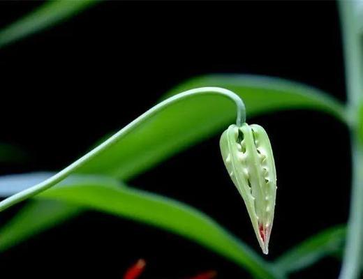 嘉兰花语代表什么含义？如何正确理解嘉兰的花语？
