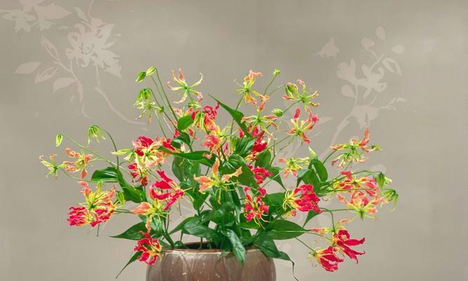 嘉兰花语代表什么含义？如何正确理解嘉兰的花语？