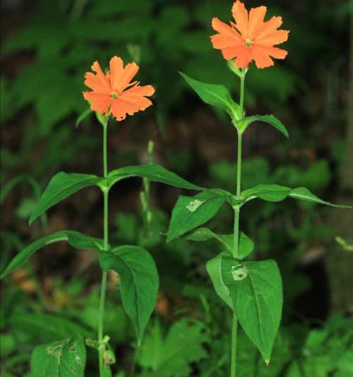 剪秋萝是什么植物？它的花语有哪些含义？