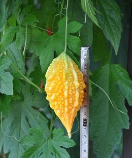 金铃子播种的最佳时间是什么时候？播种后需要注意哪些问题？