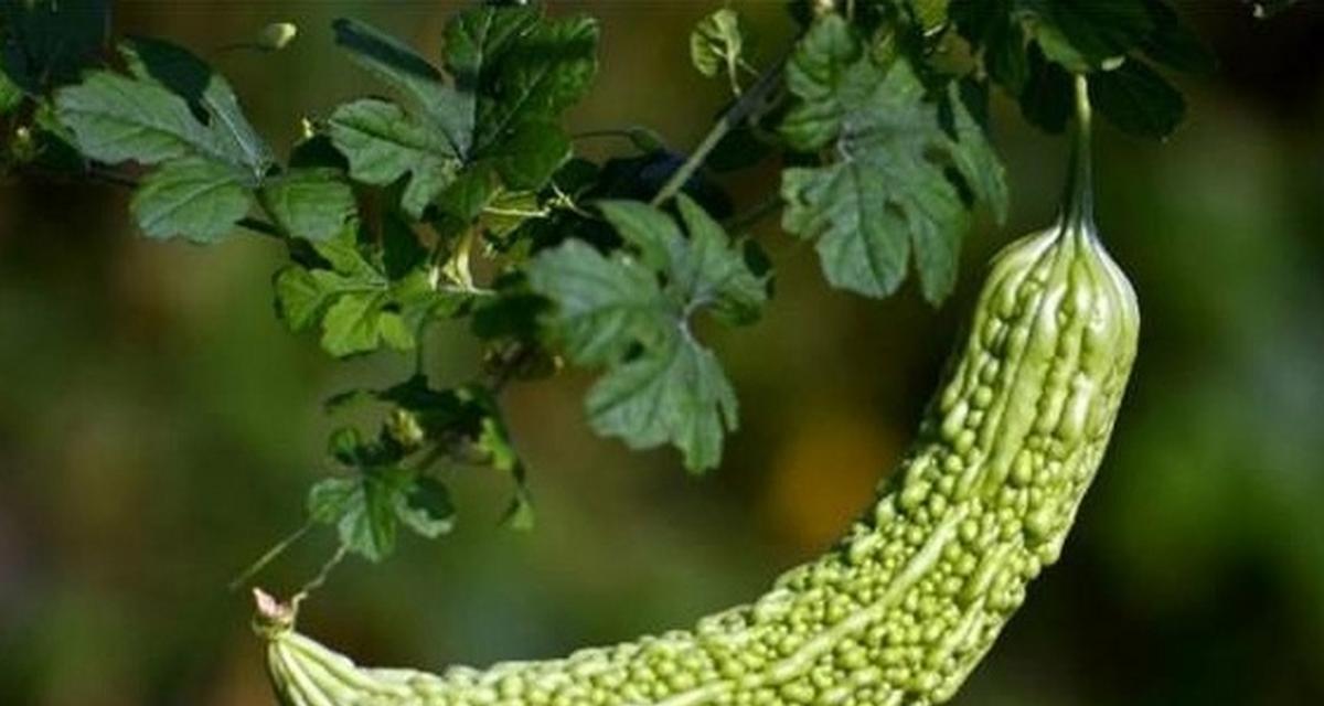 金铃子怎么种？最佳种植时间和步骤是什么？