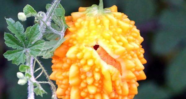 金铃子怎么种？最佳种植时间和步骤是什么？