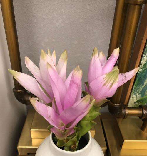 姜荷花的花语象征什么？有哪些关于它的美丽传说？