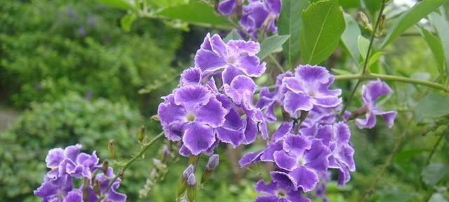 金露花代表什么？金露花的花语和寓意是什么？