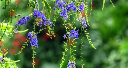 金露花代表什么？金露花的花语和寓意是什么？