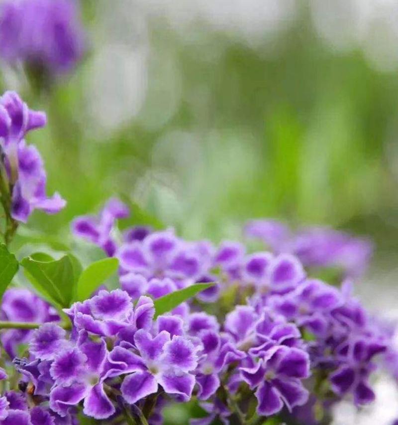 金露花代表什么？金露花的花语和寓意是什么？