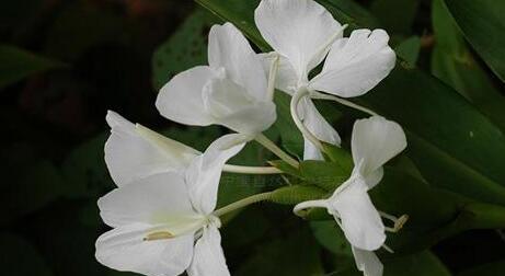 姜花的花语是什么？如何用姜花表达情感？