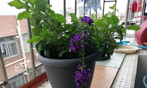 金露花养殖需要注意什么？如何正确养殖金露花？