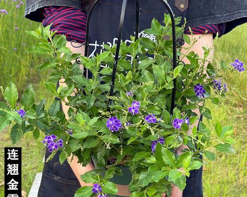 金露花养殖需要注意什么？如何正确养殖金露花？