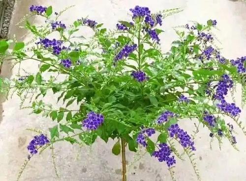 金露花什么时候开花？如何照料以确保最佳花期？