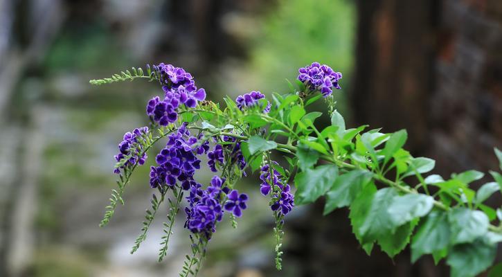 金露花什么时候开花？如何照料以确保最佳花期？