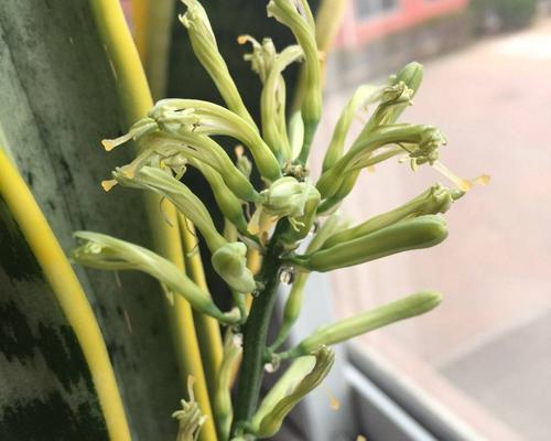 金边虎皮兰开花代表什么？寓意有哪些？
