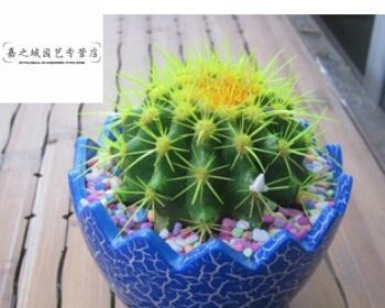 金虎仙人球的寓意是什么？如何养护金虎仙人球？