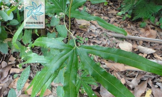 金沙藤的功效与作用是什么？如何正确使用金沙藤？