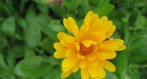 金盏菊花语是什么？了解金盏菊的象征意义和用途？