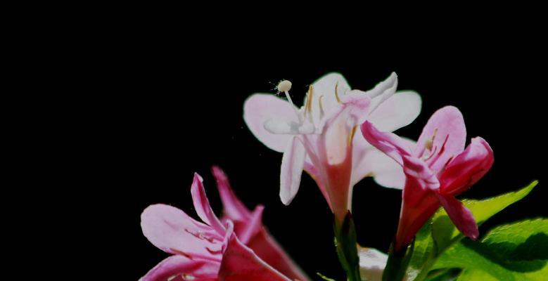 锦带花花语代表什么含义？如何正确理解锦带花的花语？
