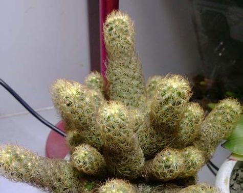 金手指不开花是什么原因？如何解决？