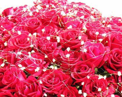 九朵玫瑰代表什么意思？花语背后隐藏的情感解读是什么？
