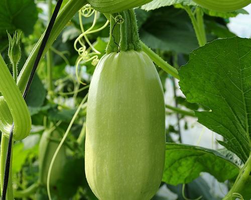 金丝瓜最佳种植时间是什么时候？种植后需要注意哪些问题？
