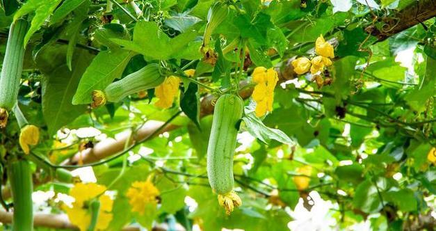 金丝瓜最佳种植时间是什么时候？种植后需要注意哪些问题？