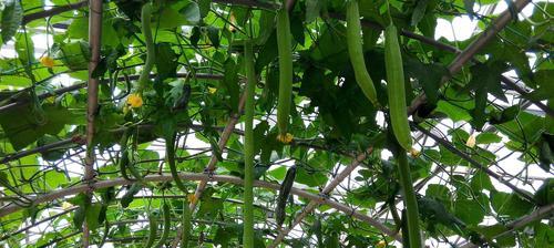 金丝瓜最佳种植时间是什么时候？种植后需要注意哪些问题？